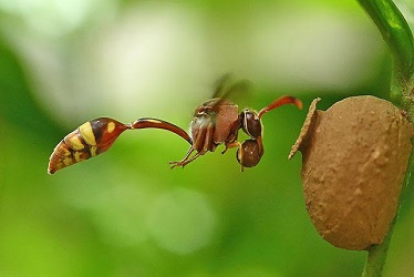 زنبور سفالگر ( معمار ) و پرینت سه بعدی